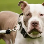 American Stunned by Aussie Medical Bill: A Surprising Healthcare Reality