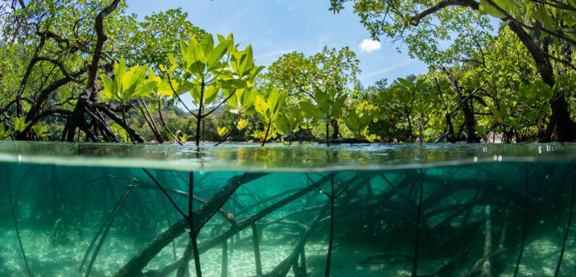 Accelerating Business Action for Nature: How Can Businesses Contribute to a Nature-Positive World?