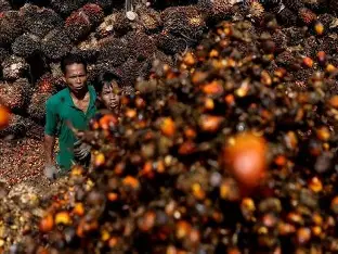 Producers Braced for Glut of Palm Oil After Indonesia Curbs Exports