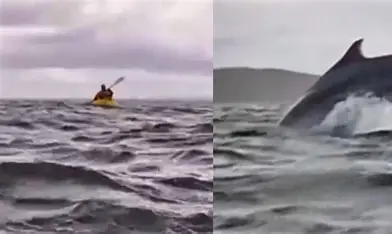 Kayaker Swallowed and Spat Out by Whale in Chile’s Patagonian Waters