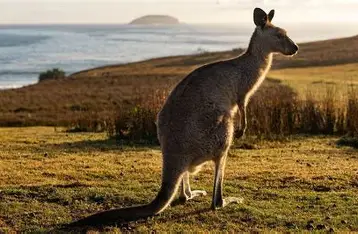 Groundbreaking IVF Achievement Marks New Hope for Kangaroo and Marsupial Species Conservation